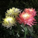 Waterproof Solar Powered Chrysanthemum Garden Stake Lights_16
